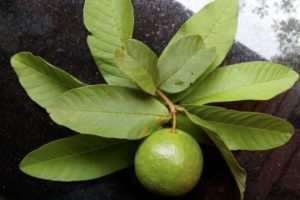 manfaat daun jambu