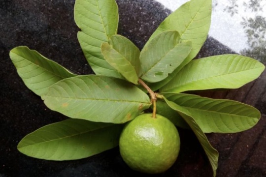 manfaat daun jambu