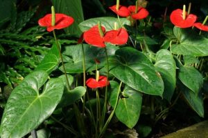 merawat bunga anthurium