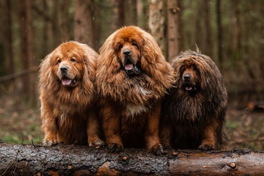 anjing termahal di dunia
