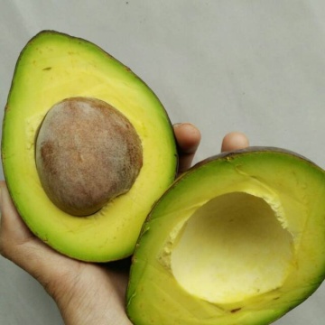 jenis alpukat