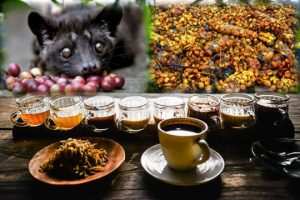 manfaat kopi luwak