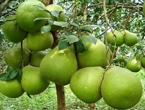 jeruk bali pamelo