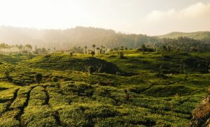 wisata kebun teh ciwidey