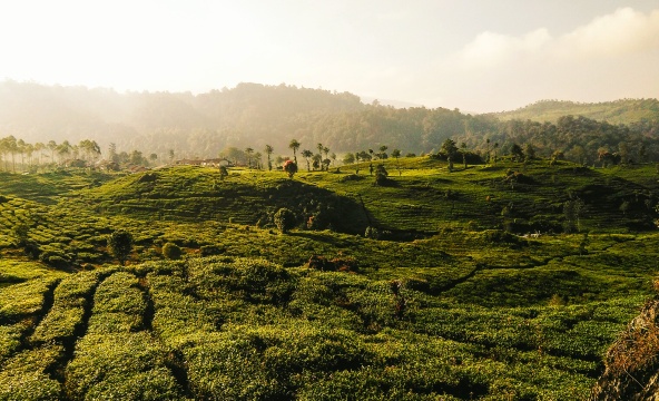 wisata kebun teh ciwidey