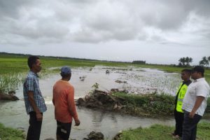 sawah di pidie