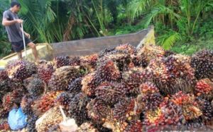 Harga CPO