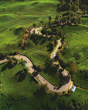 kebun teh ciwidey