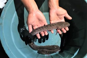budidaya ikan gabus