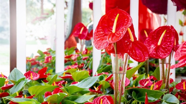 merawat bunga anthurium