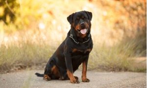 anjing teemahal di dunia