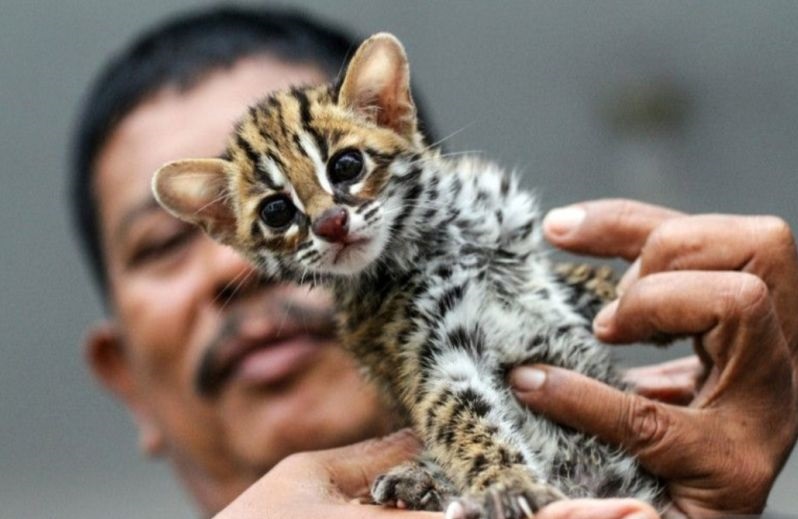 kucing liar