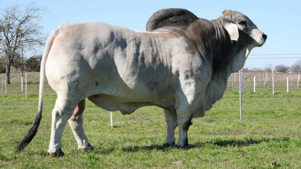 sapi termahal di Indonesia