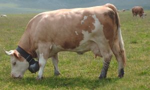 sapi termahal di Indonesia