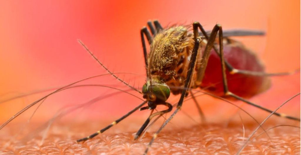 Nyamuk Wolbachia Mampu Tekan DBD