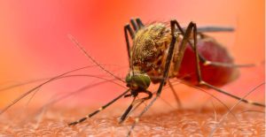 Nyamuk Wolbachia Mampu Tekan DBD