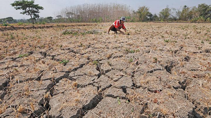 sawah