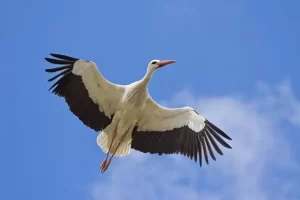 hewan pendeteksi bencana