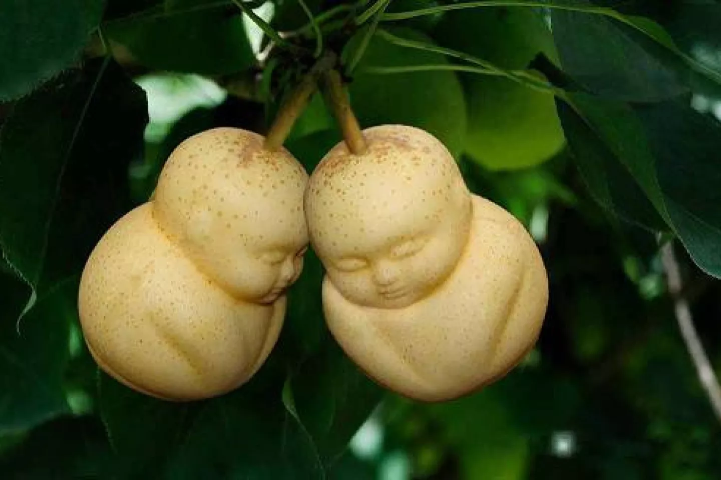 buah termahal di dunia