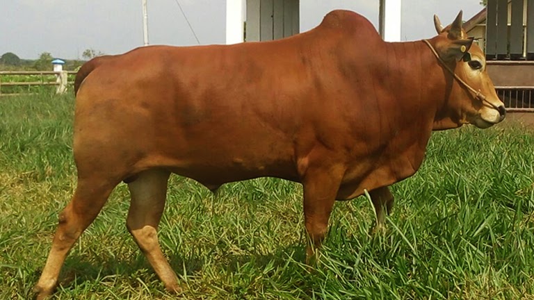 sapi termahal di Indonesia