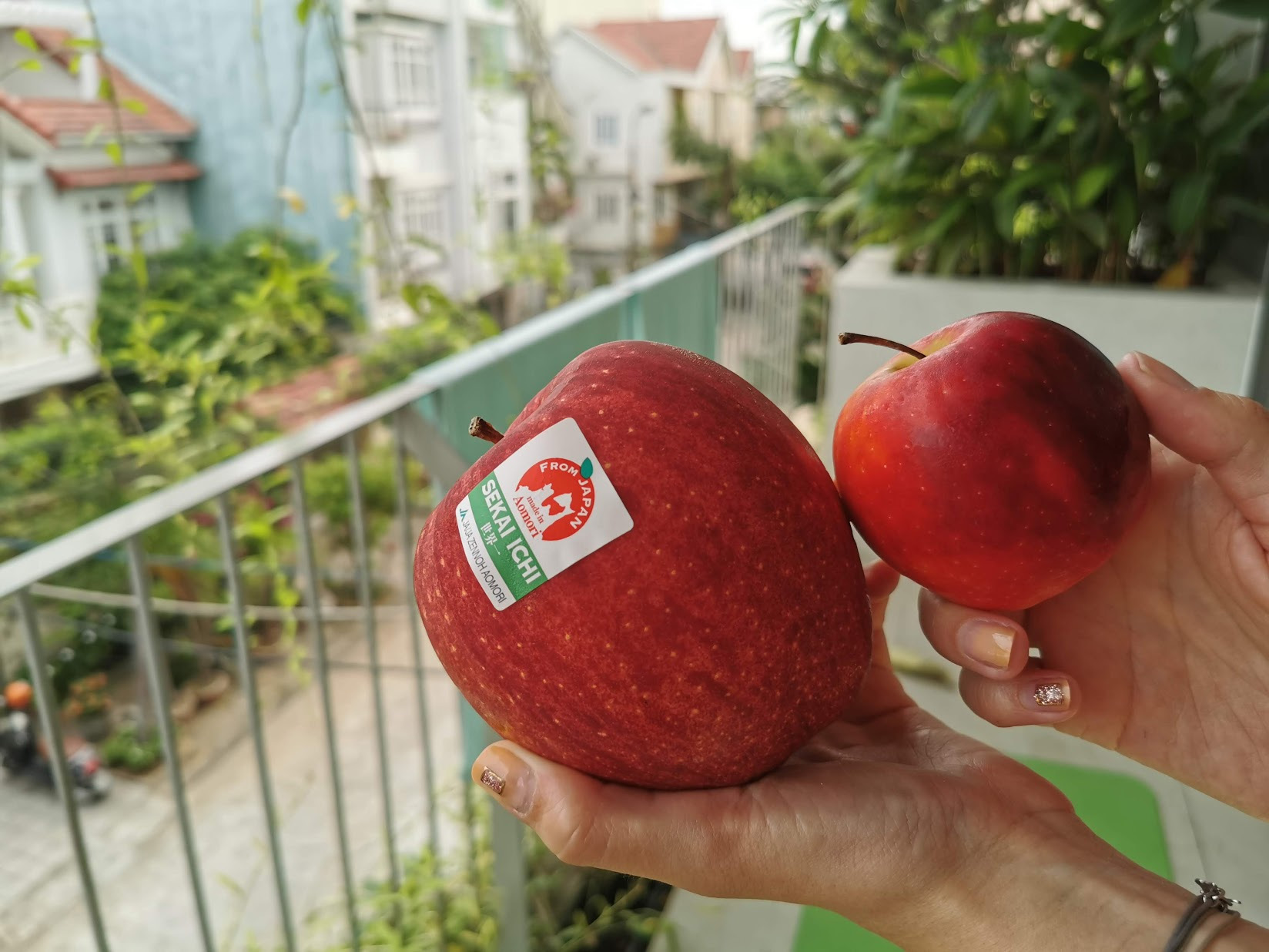 buah termahal di dunia