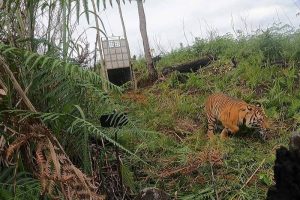 diserang harimau
