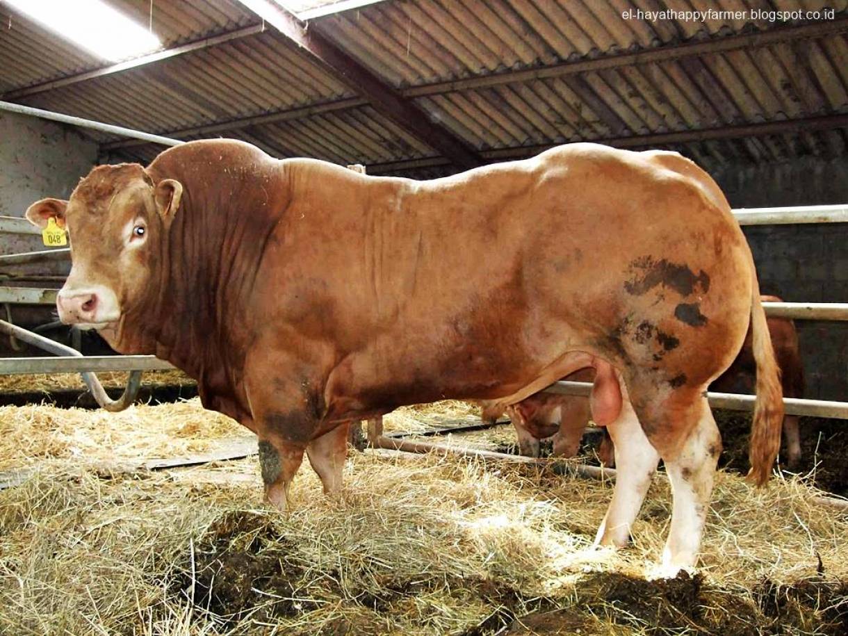 sapi termahal di Indonesia