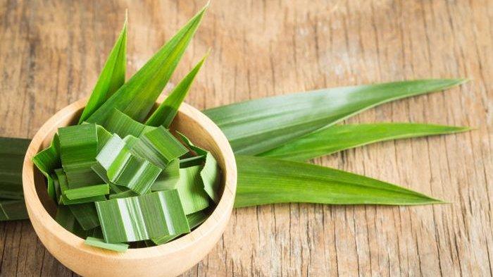 manfaat pandan