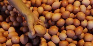 Harga Pangan Hari ini