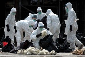 Flu Burung H5N1