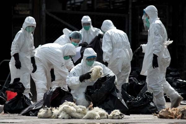 Flu Burung H5N1