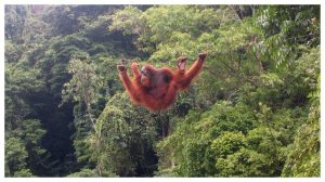 orang utan