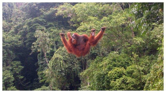 orang utan