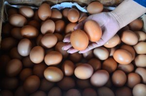 telur