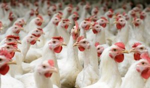 ayam pedaging