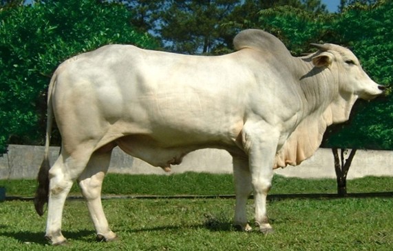 sapi termahal di Indonesia