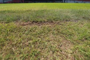 rumput rusak GBK