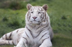 fakta harimau putih