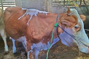 daging sapi