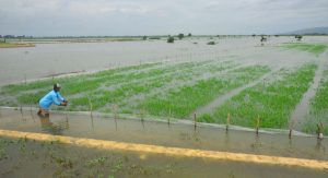 sawah