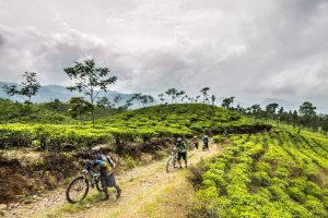 Trek mountain bike