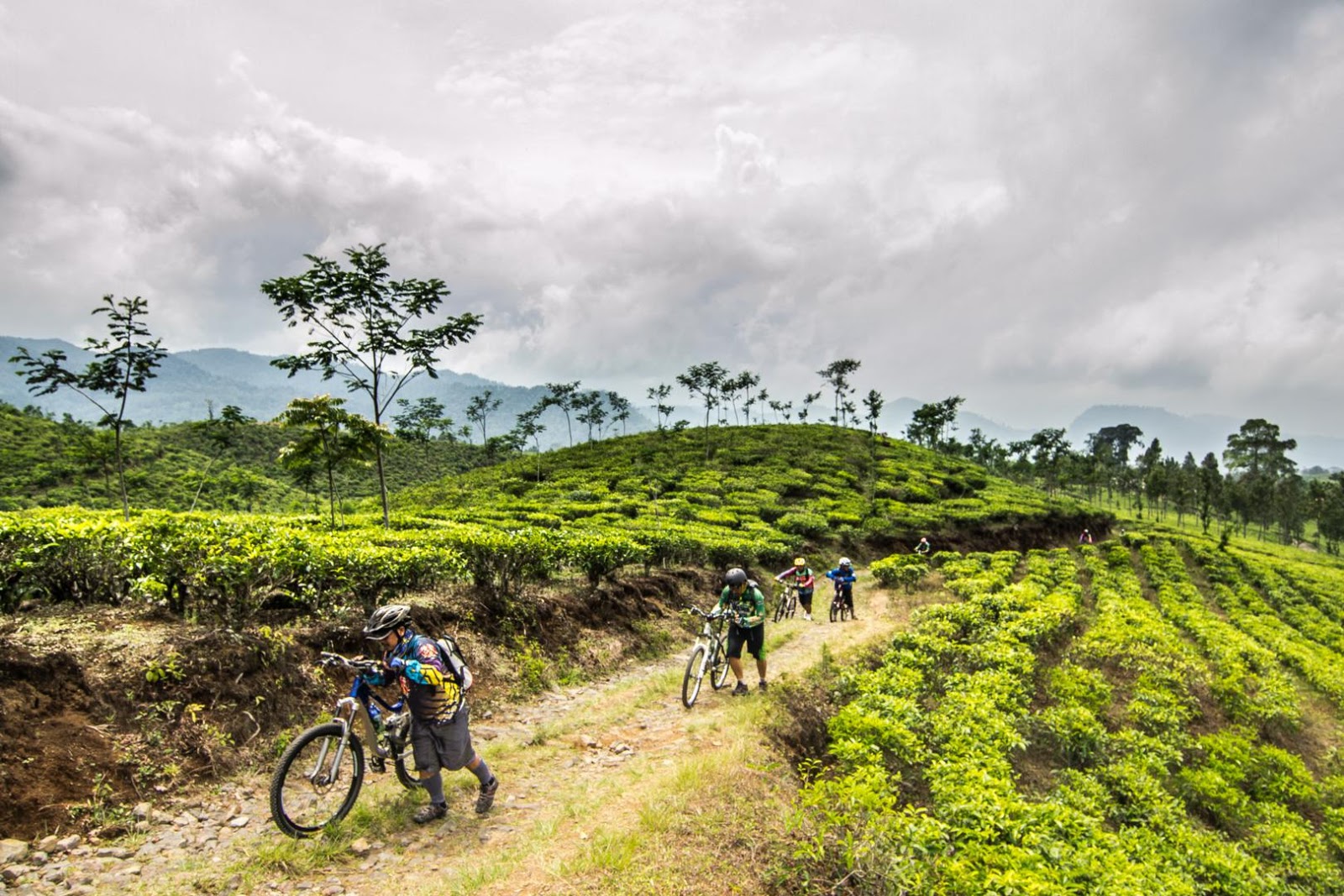 Trek mountain bike