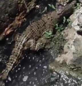 buaya sanana