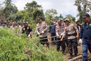 ganja aceh