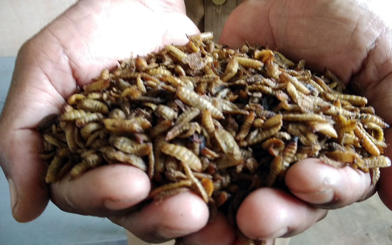 maggot dlh