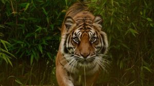 harimau
