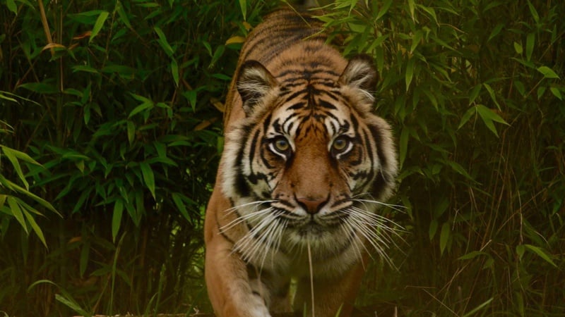 harimau