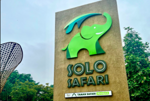 Solo Safari