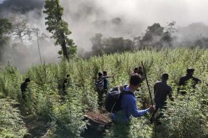 ganja