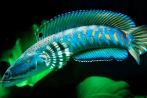 ikan channa
